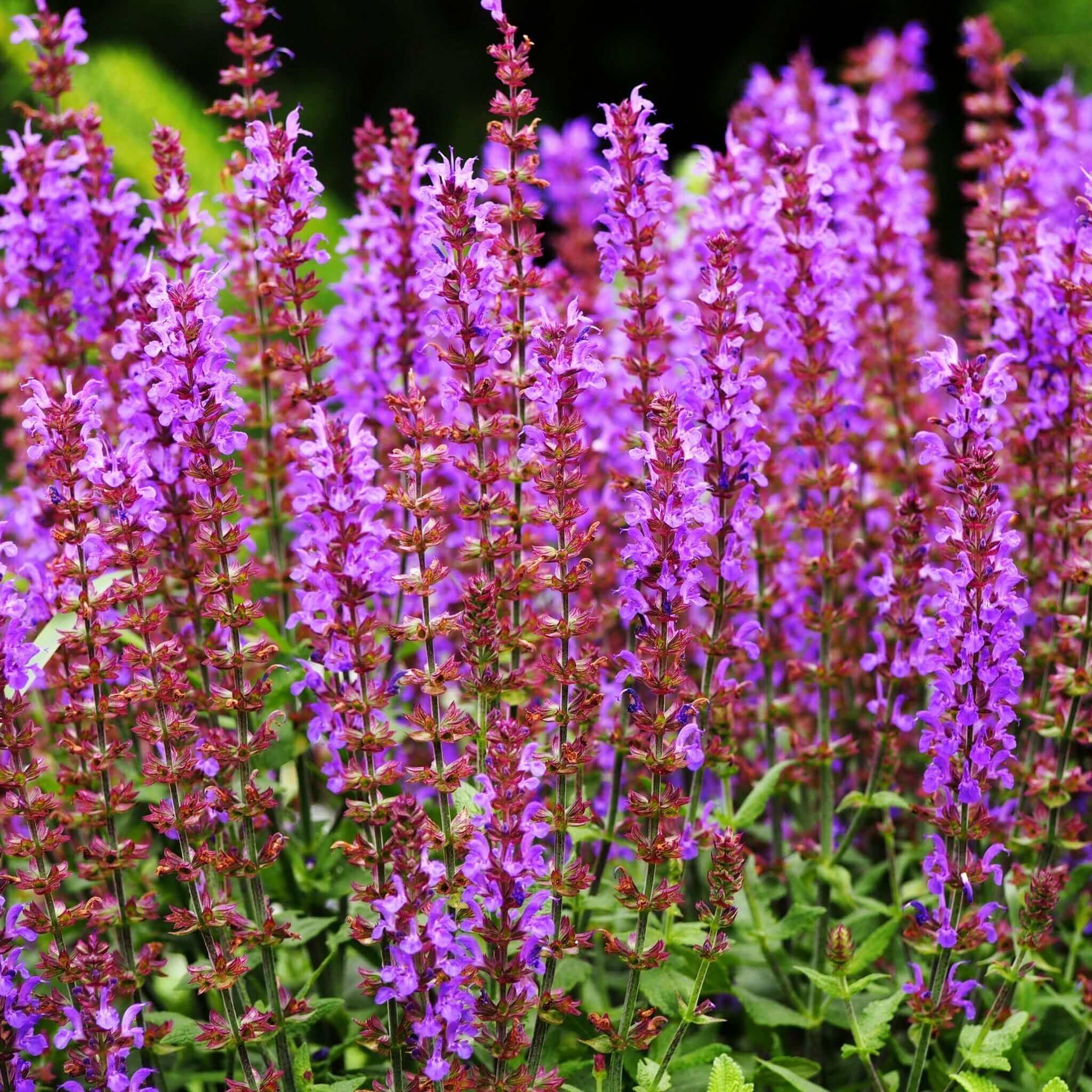 Clary sage soap ingredient