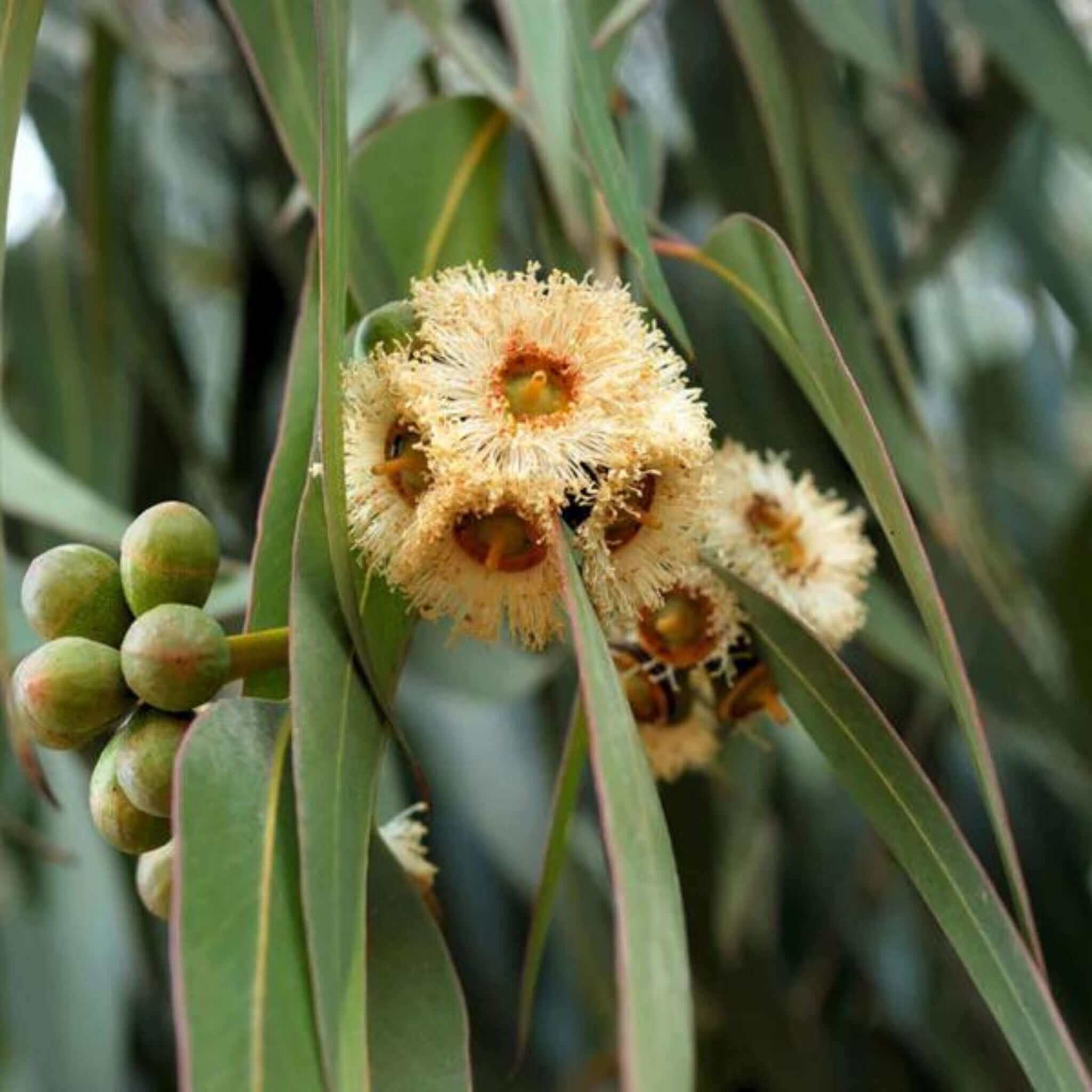 Lemon eucalyptus soap ingredient