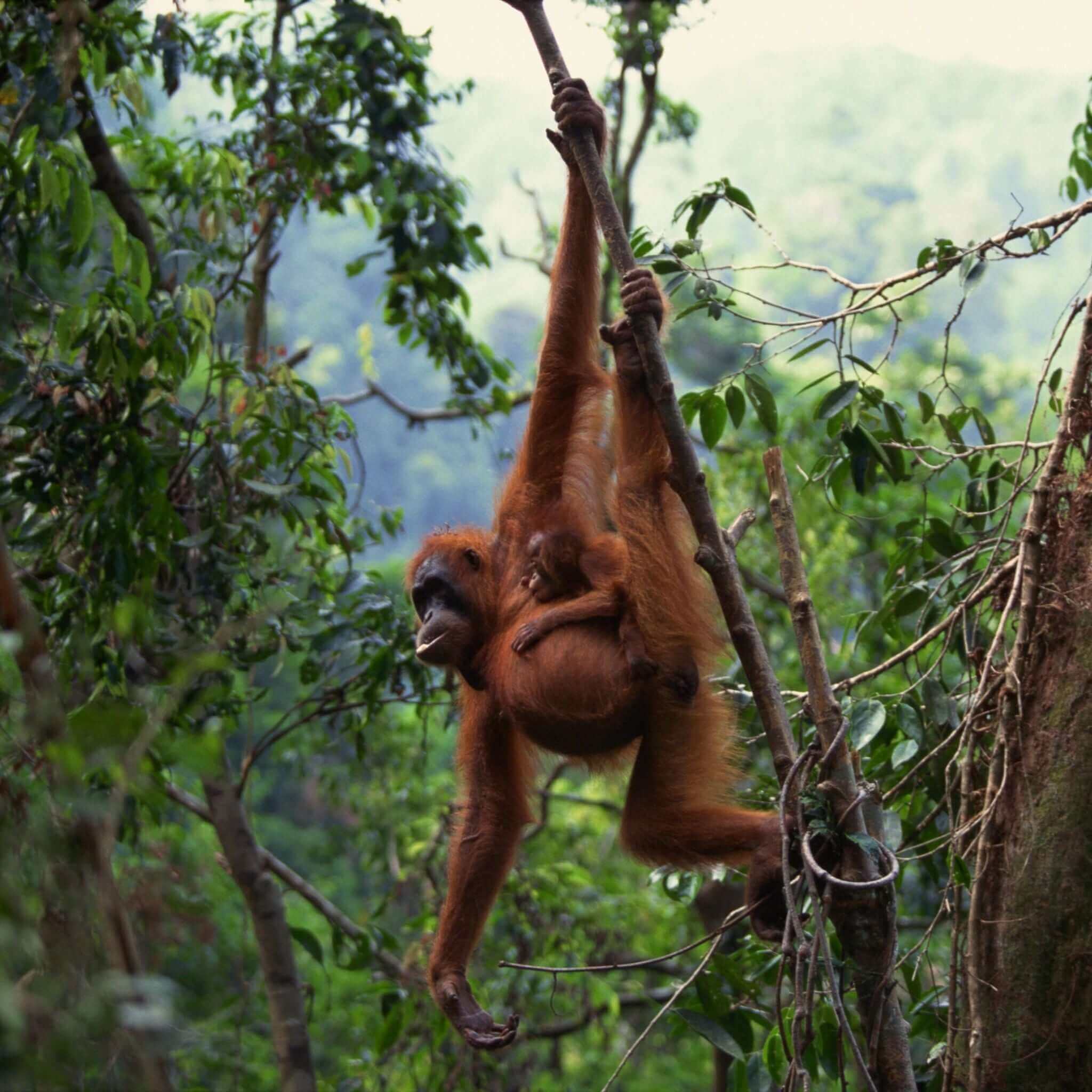 Orangutang in dense forest