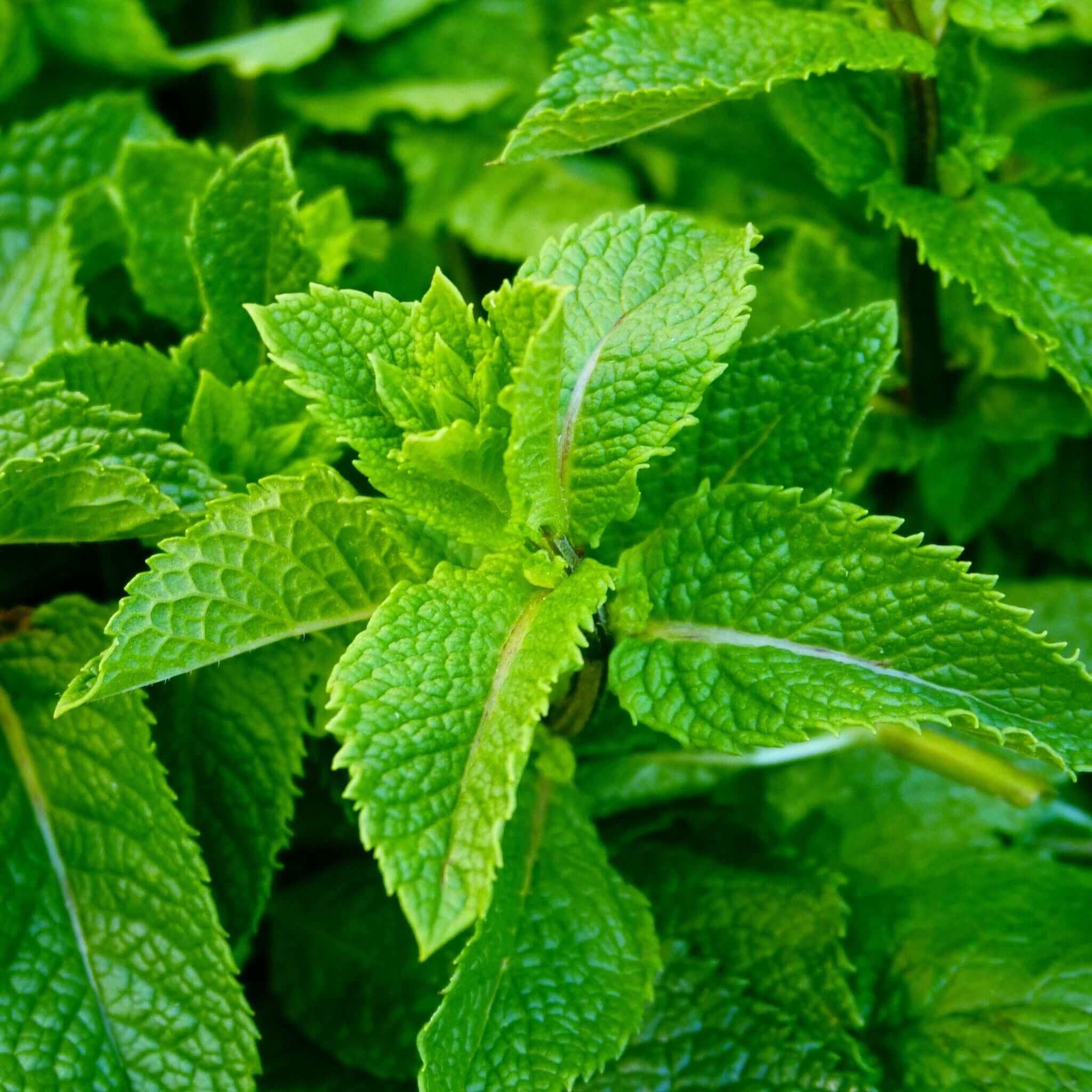 Peppermint soap ingredient